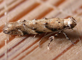 Coleotechnites coniferella